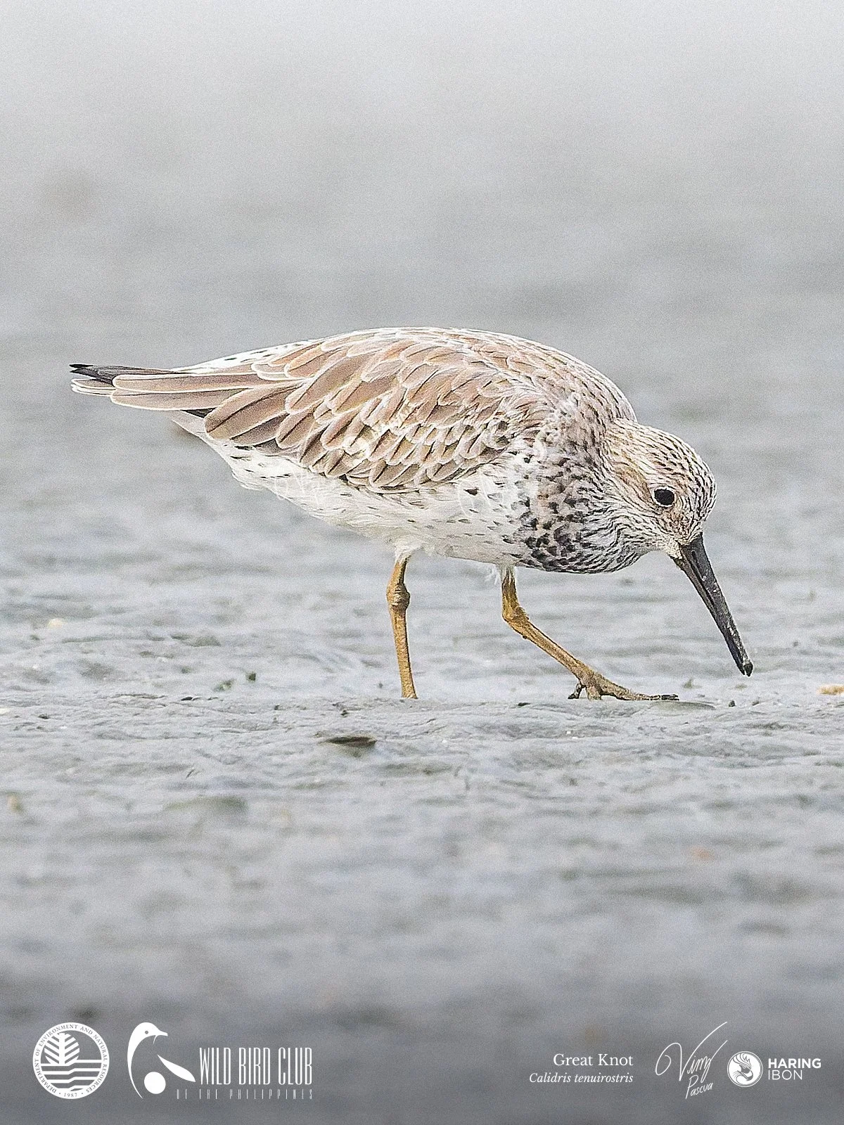 Great Knot 260119 1200px.jpg