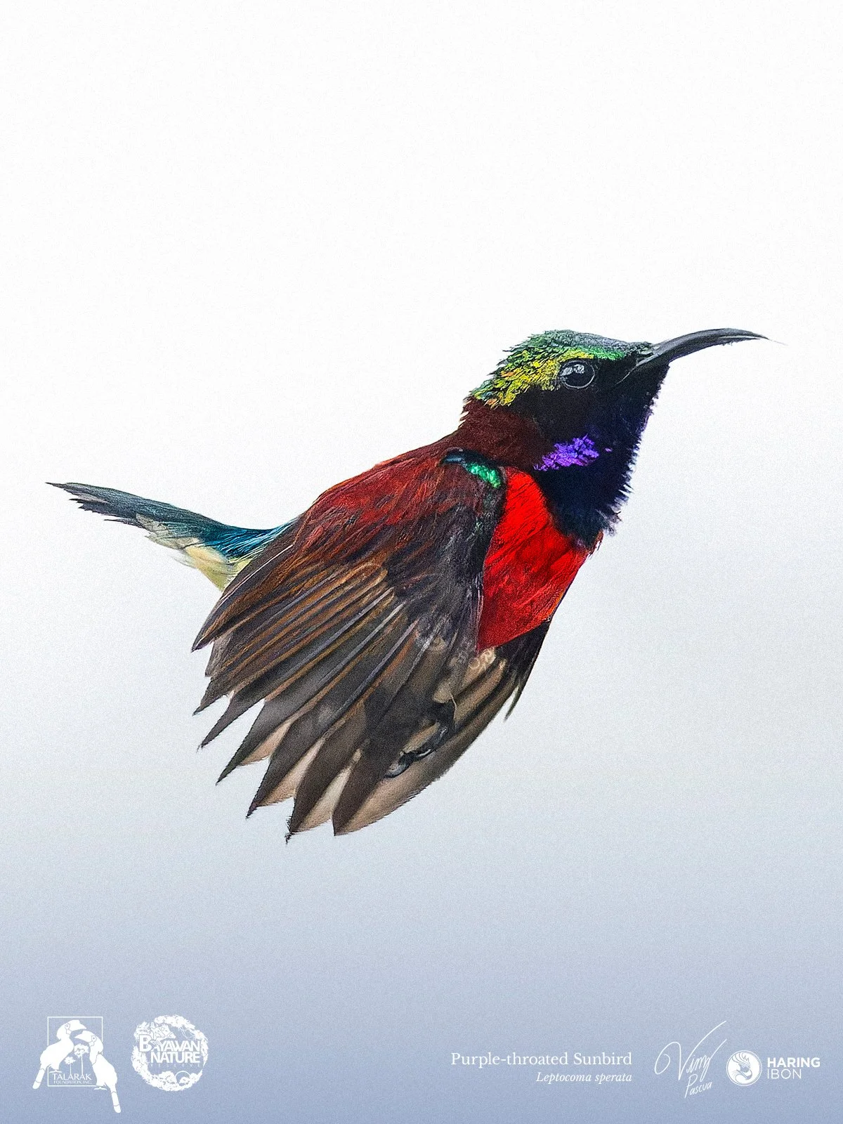 Purple-throated Sunbird 260421 1200px.jpg