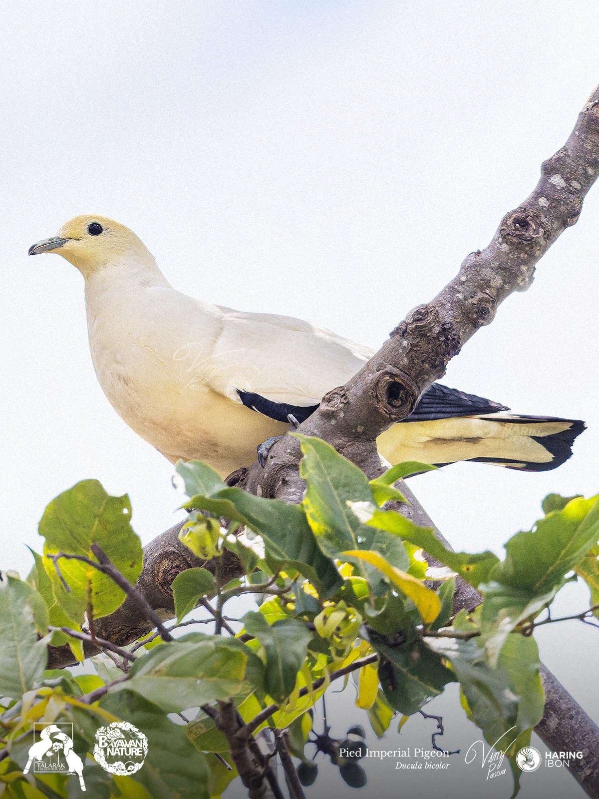 Pied Imperial Pigeon 260421 1200px.jpg