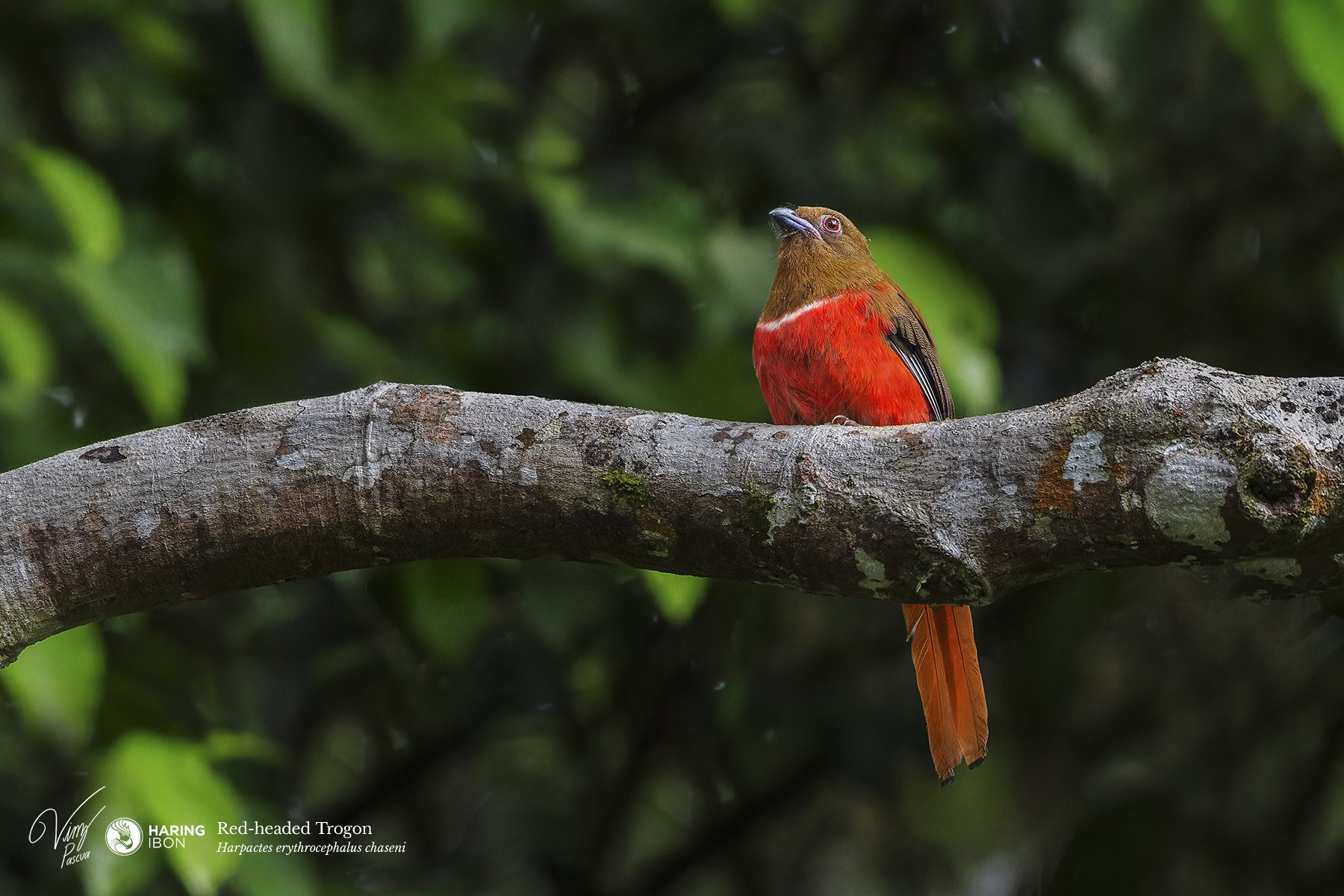 Red-headed Trogon