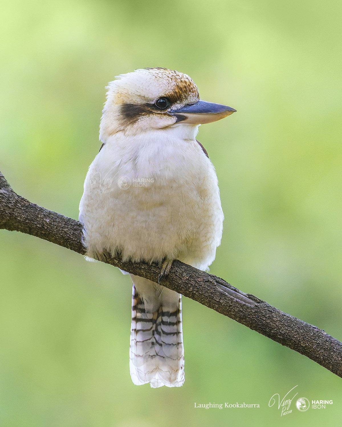 Laughing Kookaburra 220812 1 copy.jpg