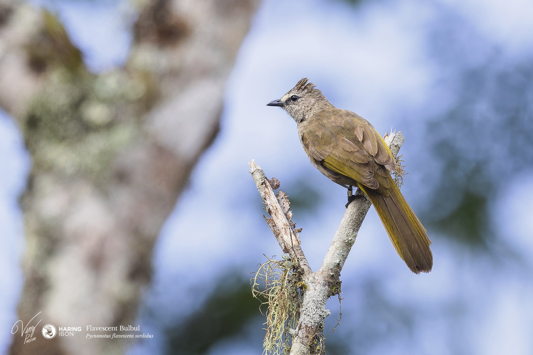 Flavescent Bulbul