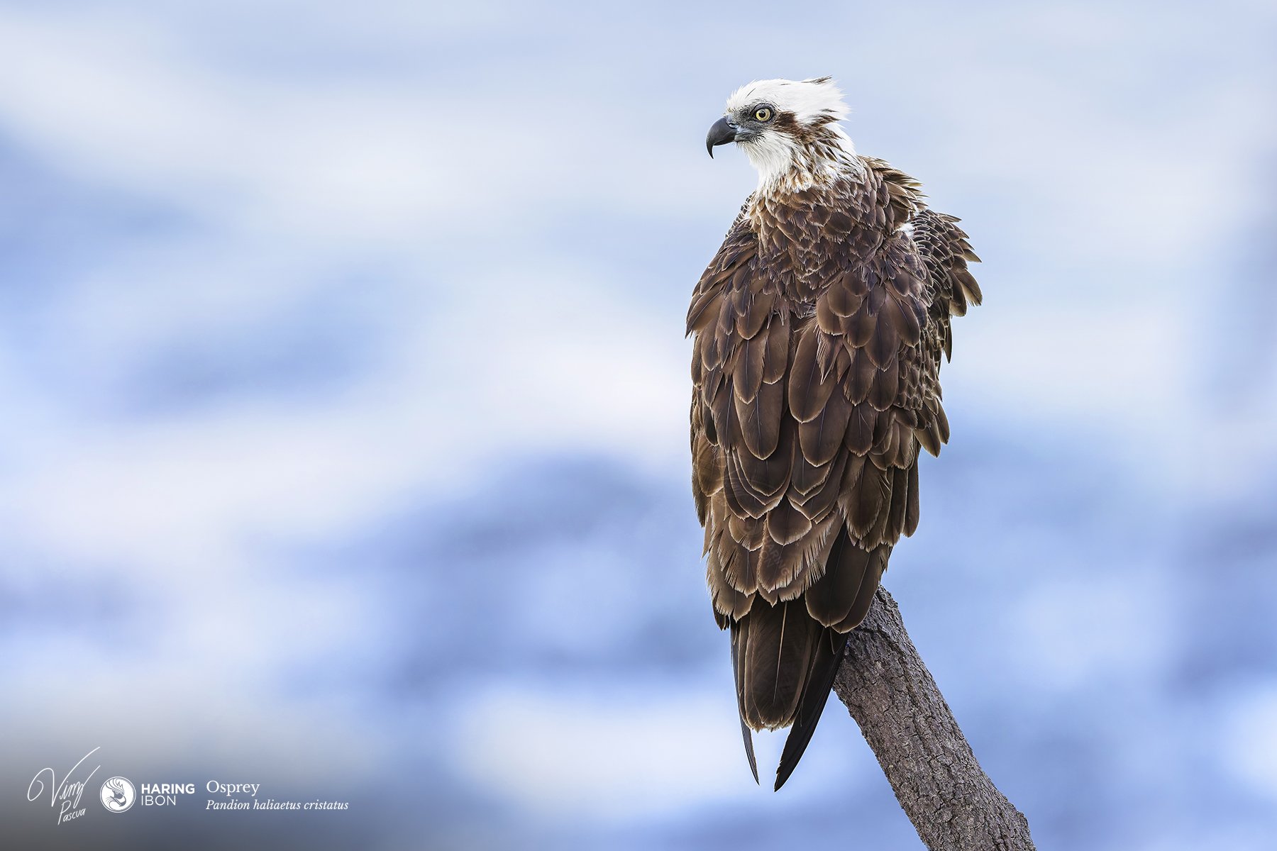 Osprey 251004 3x2 eBIRD.jpg
