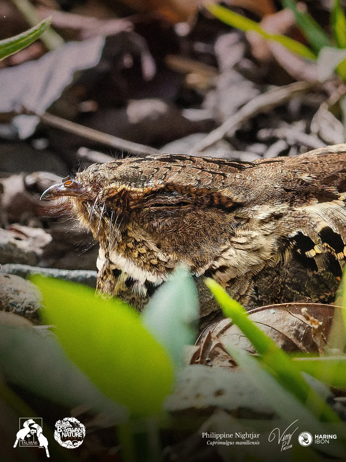 Philippine Nightjar 260421 1200px.jpg