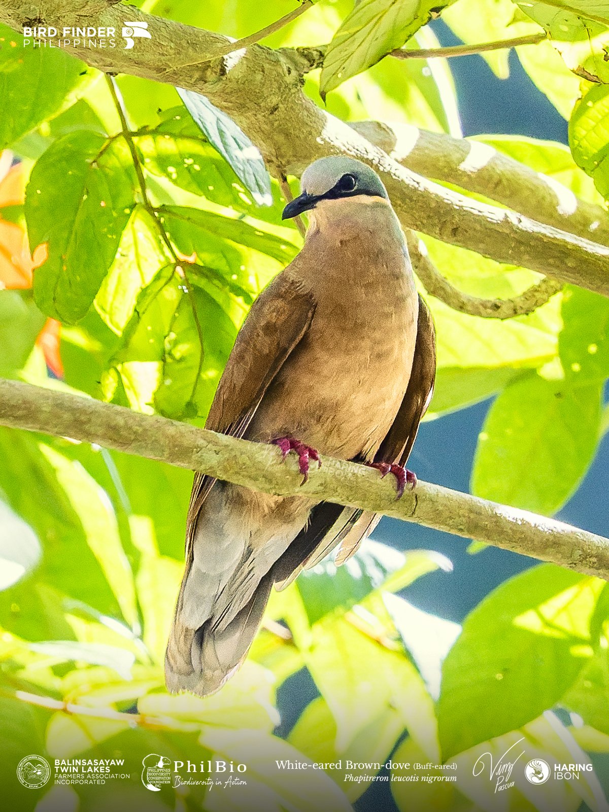Buff-eared Brown-dove 251127 1200px.jpg