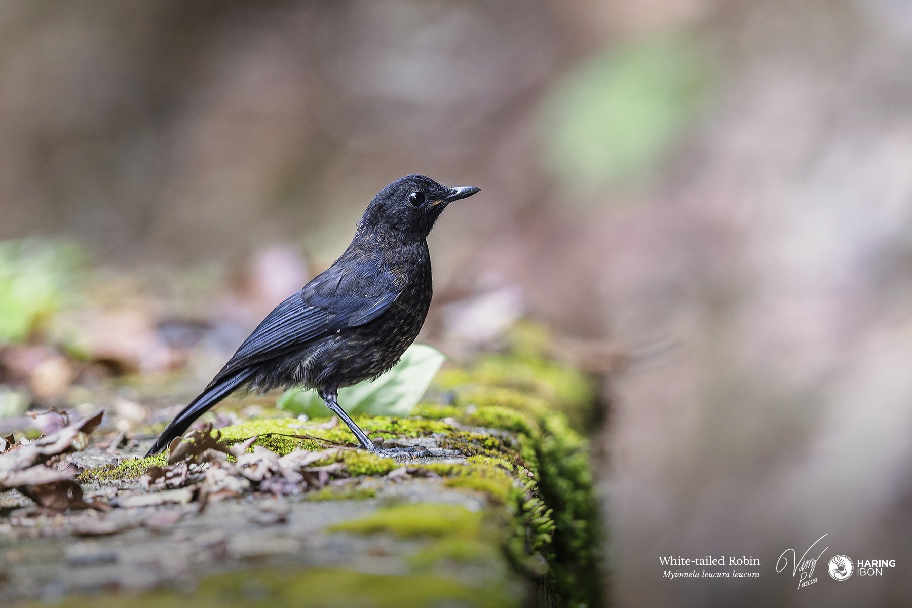 White-tailed Robin