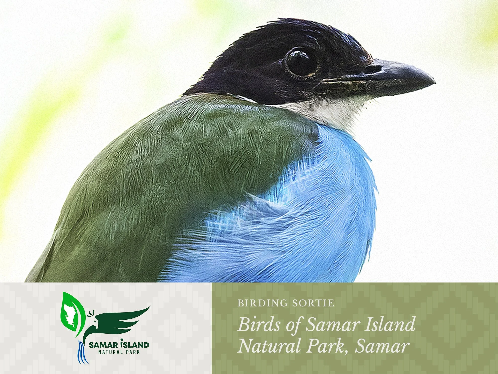 Birds of Samar Island Natural Park