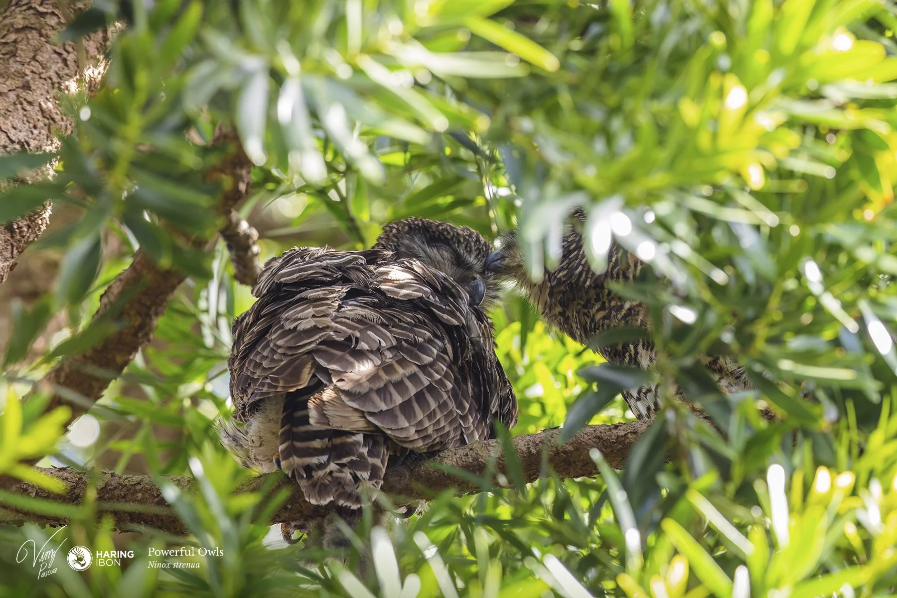 Powerful Owls eBIRD 220910.jpg