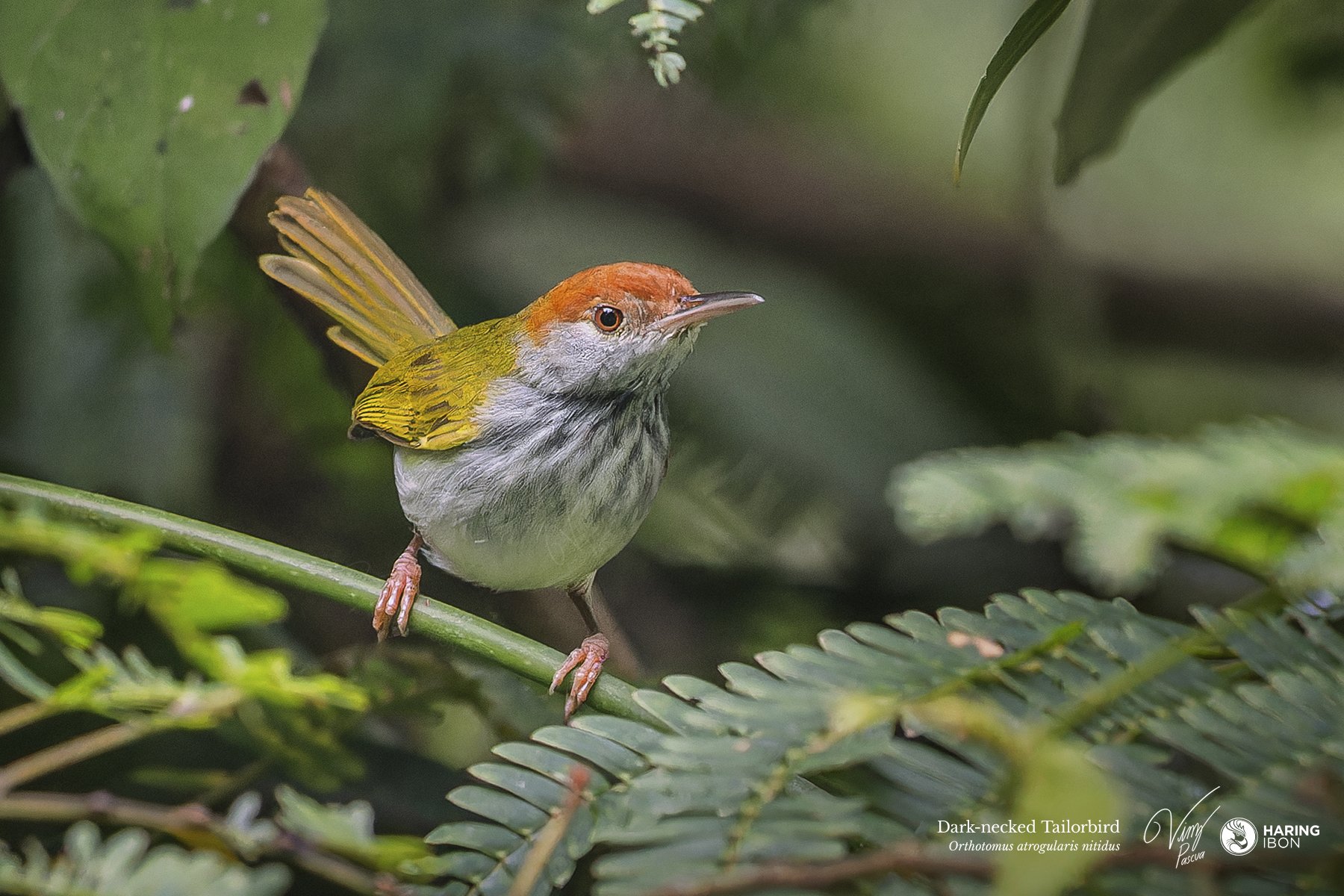 Dark-necked Tailorbird