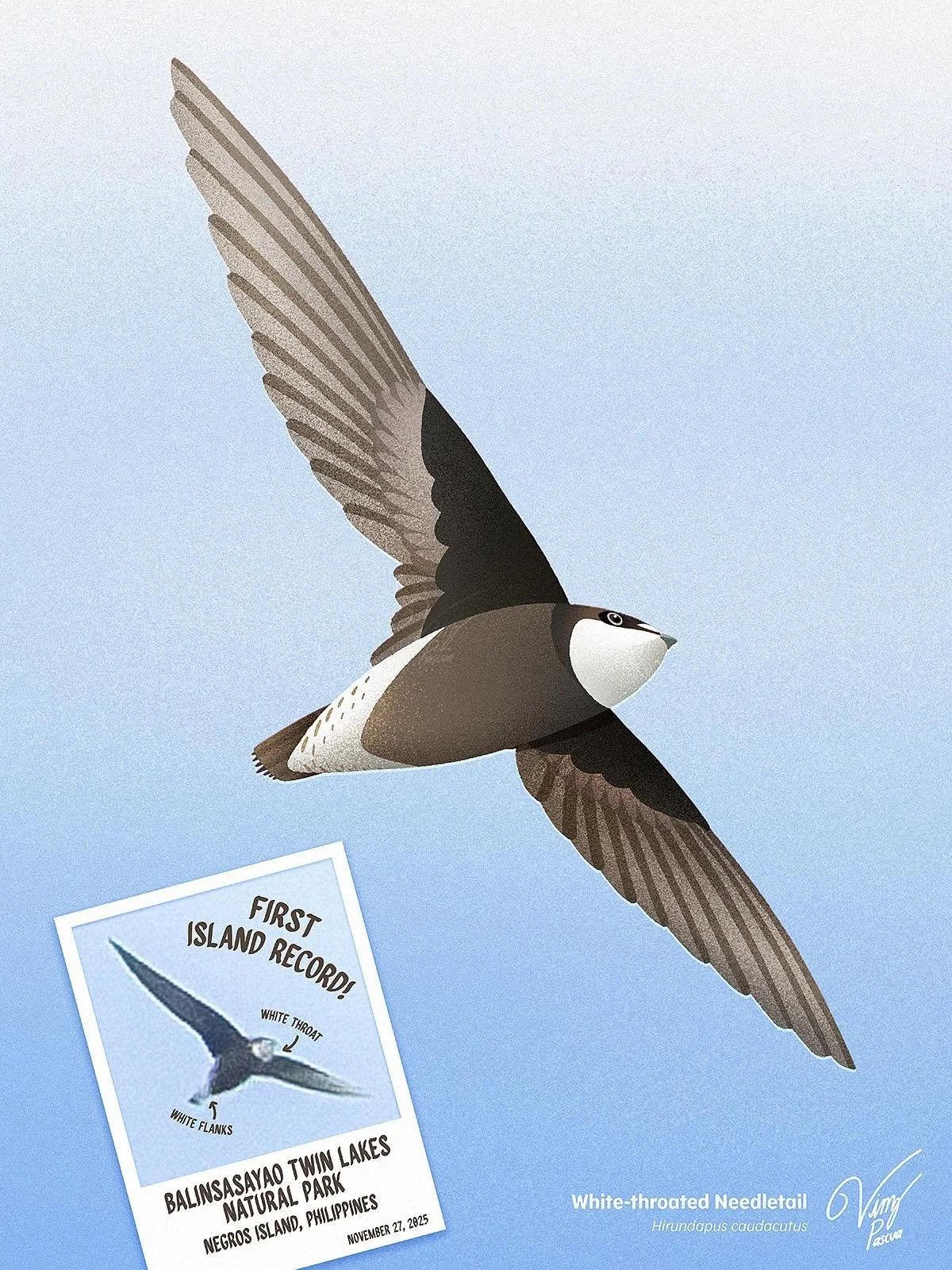 White-throated Needletail.jpg
