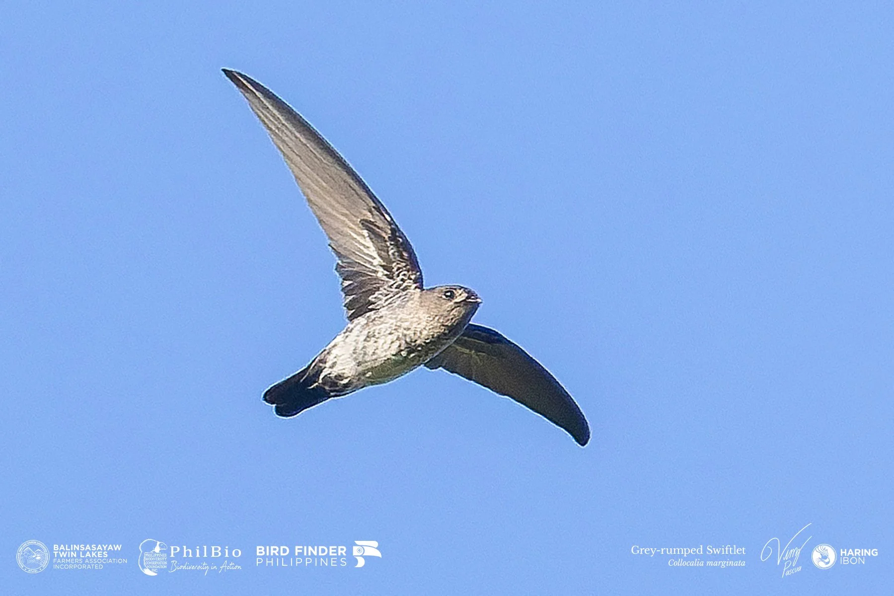 Grey-rumped Swiftlet 251127 3x2 1800px.jpg