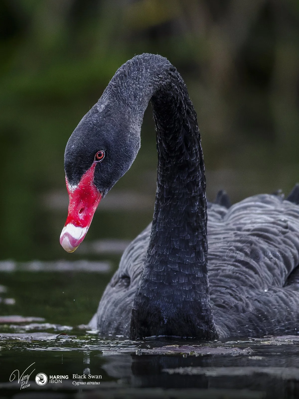 Black Swan 220910 LABELLED.jpg