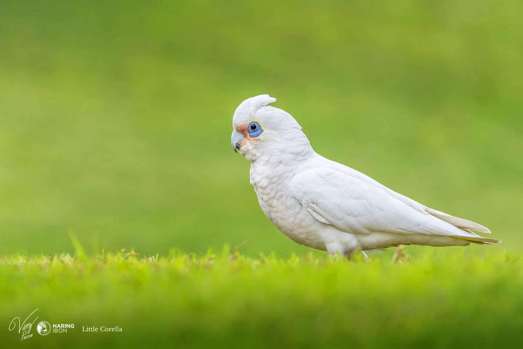 Little Corella 220811 1 copy.jpg