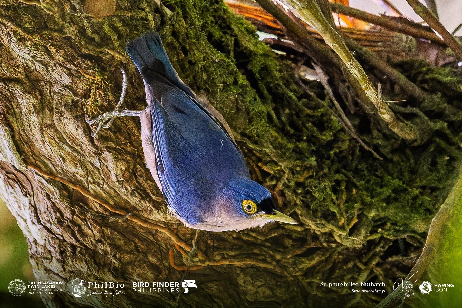 Sulphur-billed Nuthatch 251127 3x2 1800px.jpg