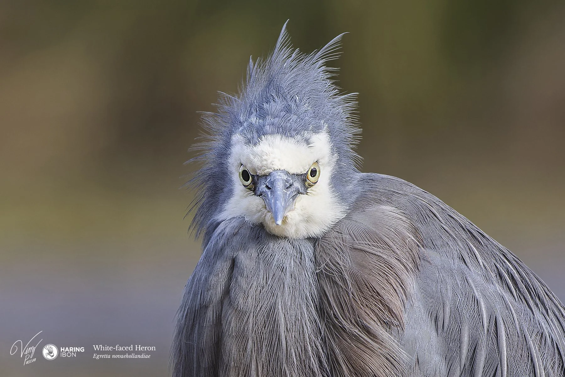 White-faced Heron 230513 eBIRD.jpg