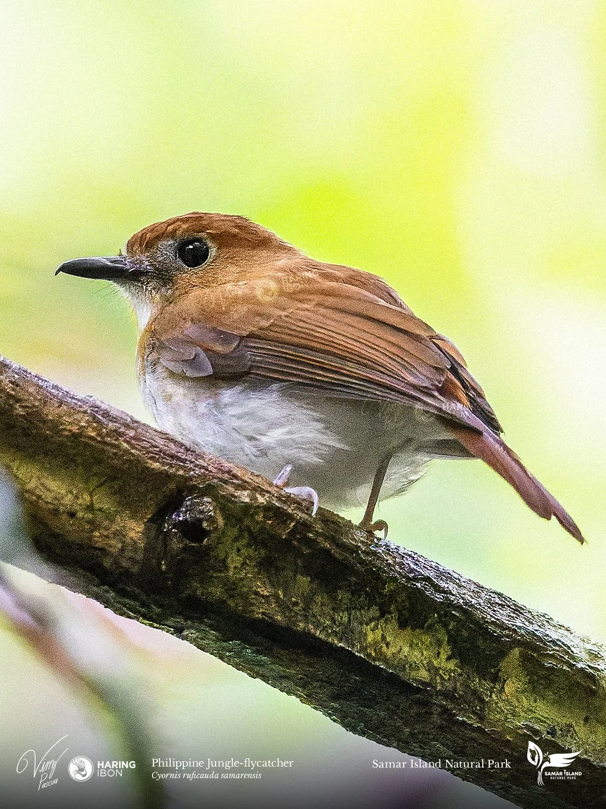 Philippine Jungle-flycatcher 260201 3x4 1200px.jpg