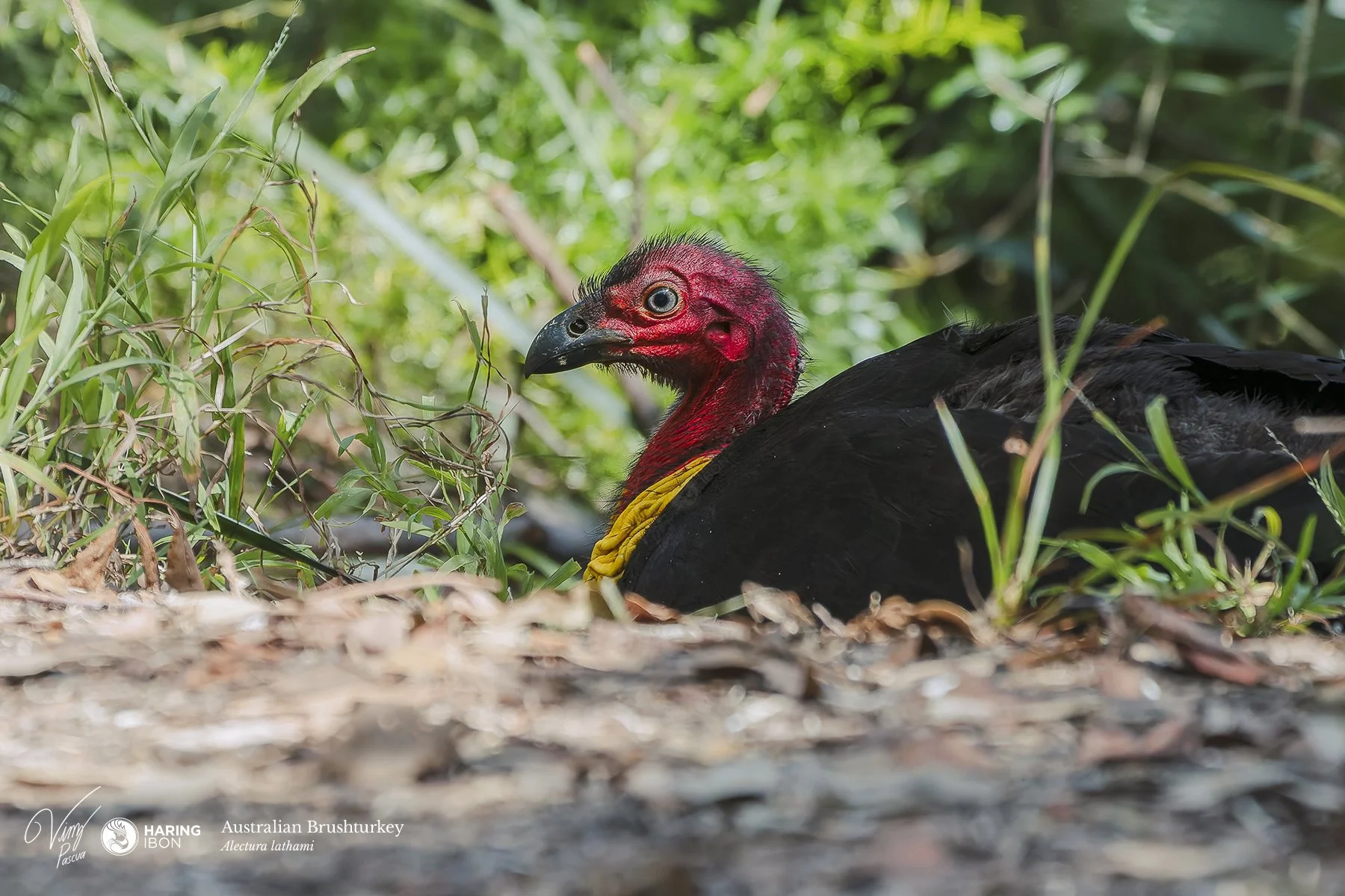 Australian Brushturkey 241027 eBIRD.jpg