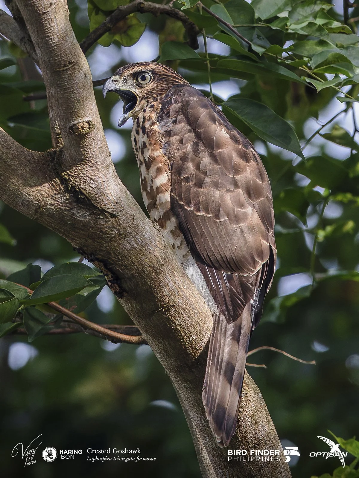 Crested Goshawk 250919 3x4 LABELLED.jpg