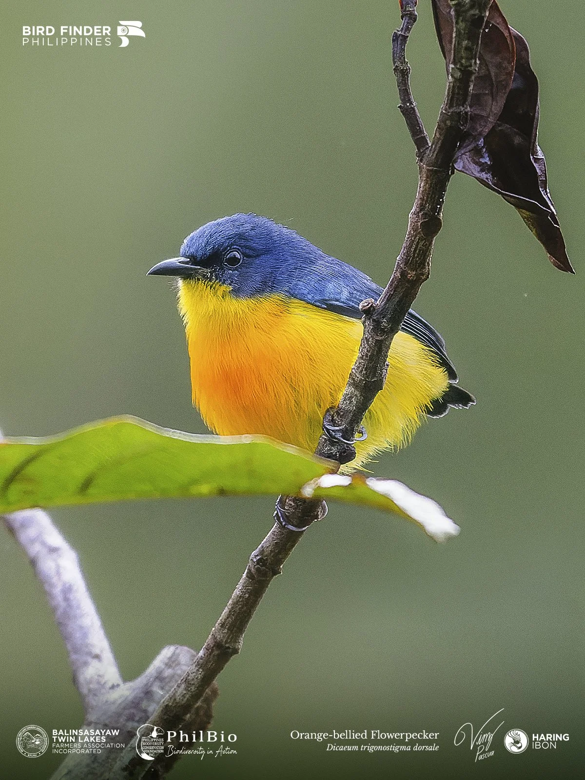 Orange-bellied Flowerpecker 221229 3 1200px.jpg