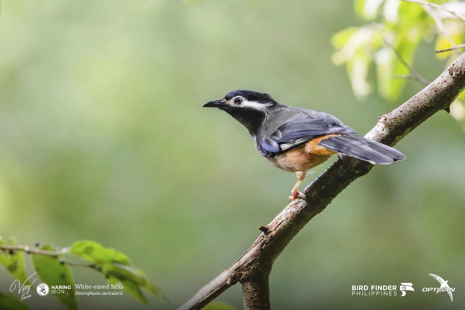 White-eared Sibia 250919 3x2 LABELLED.jpg