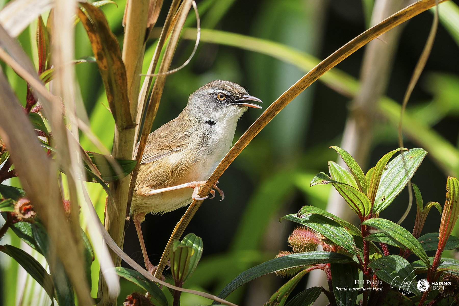 Hill Prinia