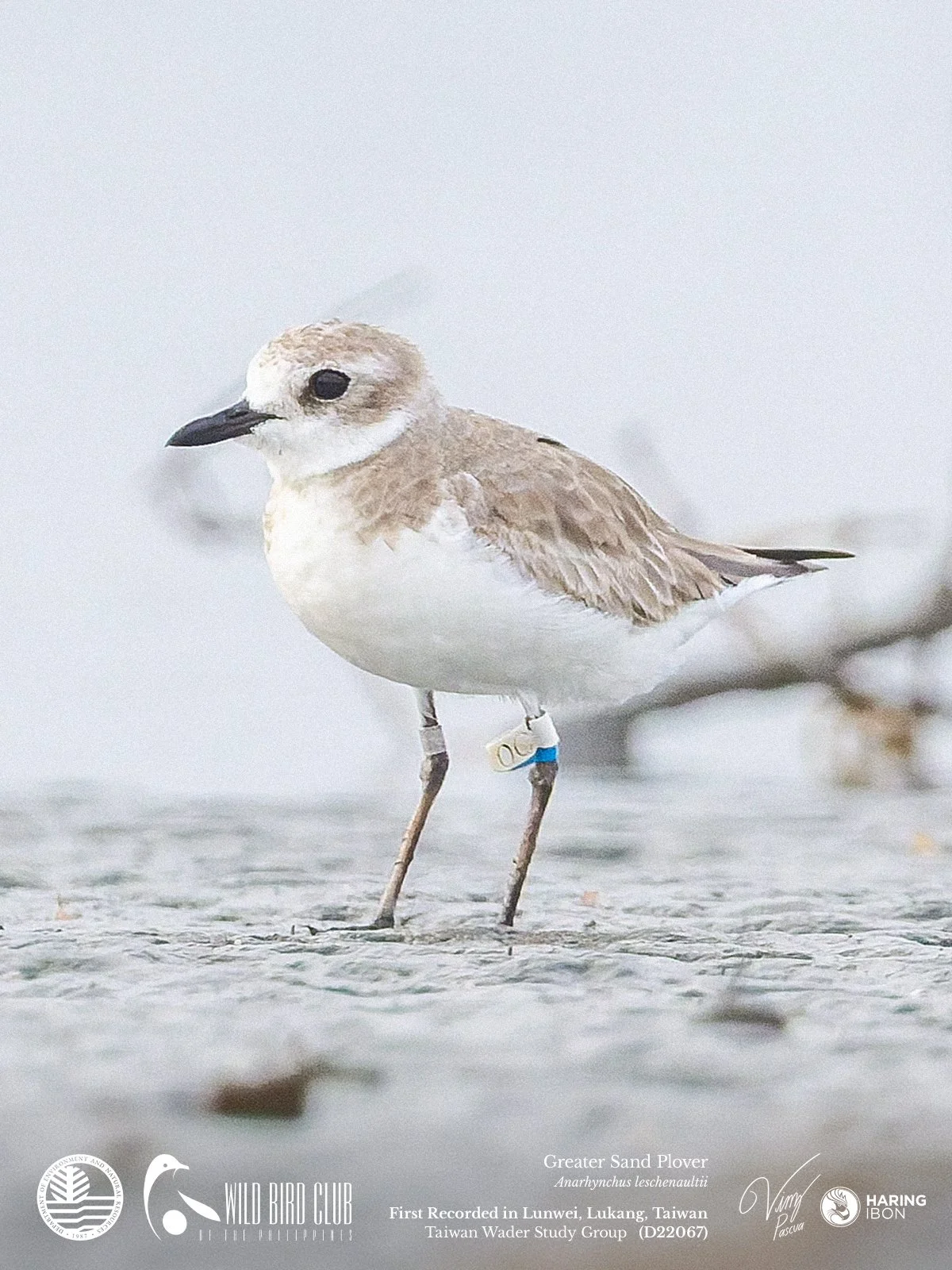 BAND Greater Sand Plover 260119 1200px.jpg