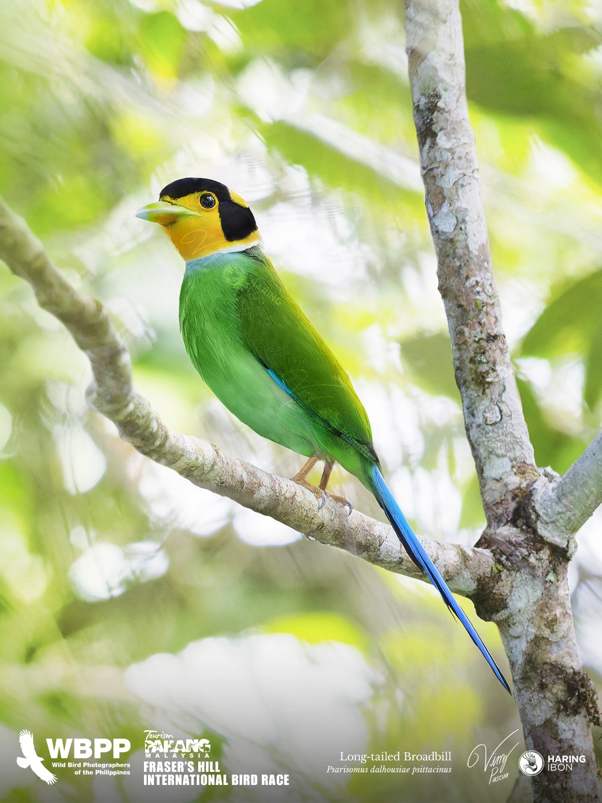 Long-tailed Broadbill