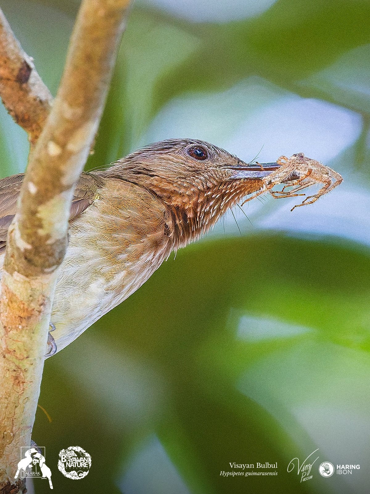 Visayan Bulbul 260421 1200px.jpg