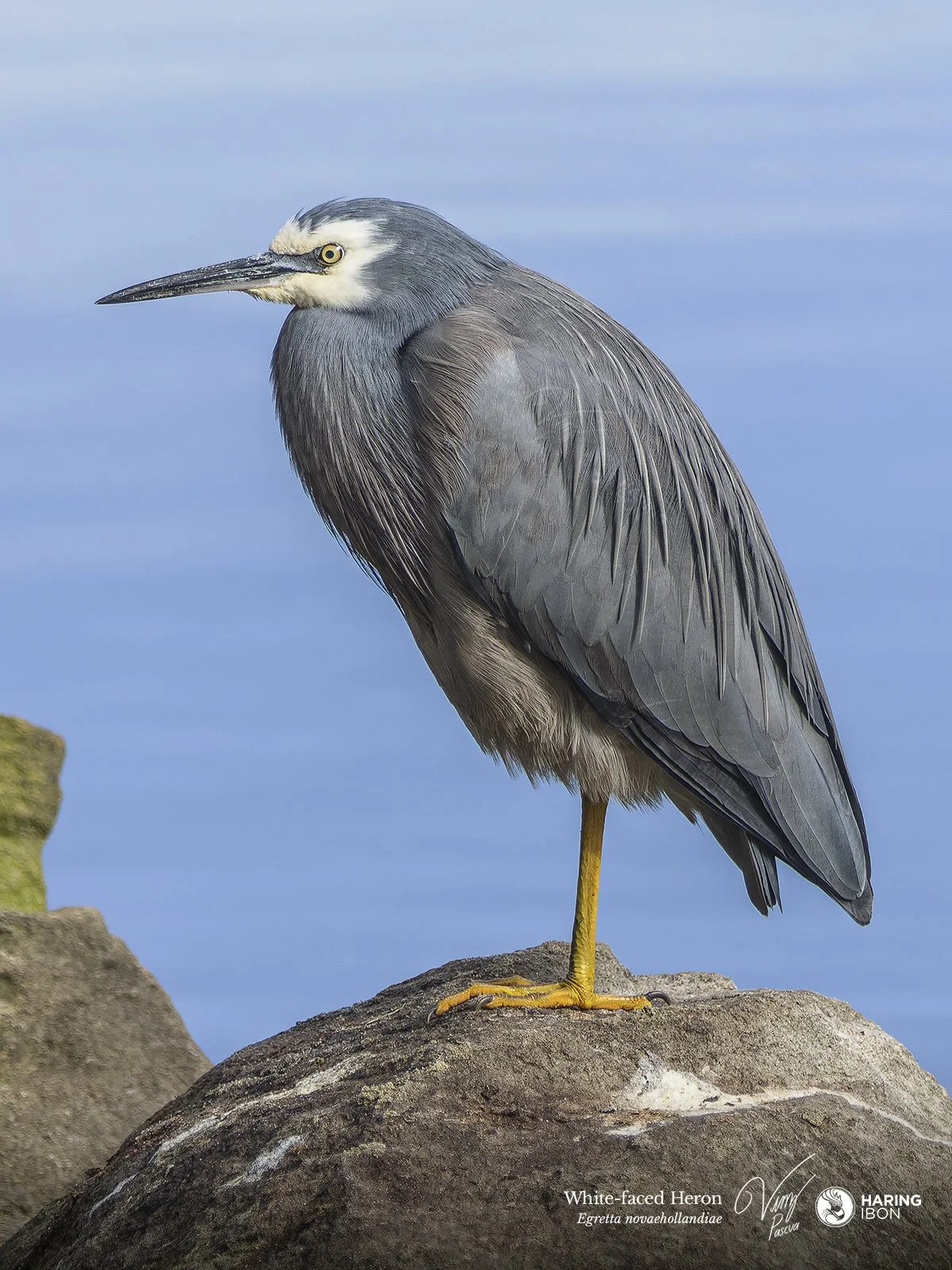 White-faced Heron 230513 3 LABELLED.jpg