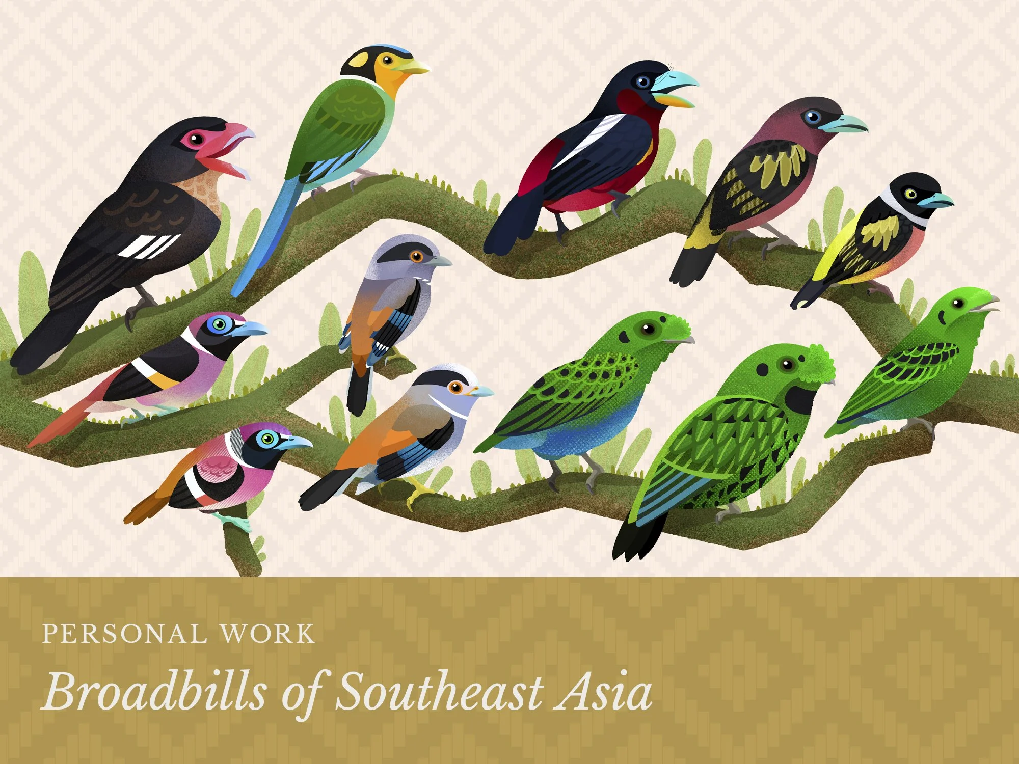 Broadbills of Southeast Asia