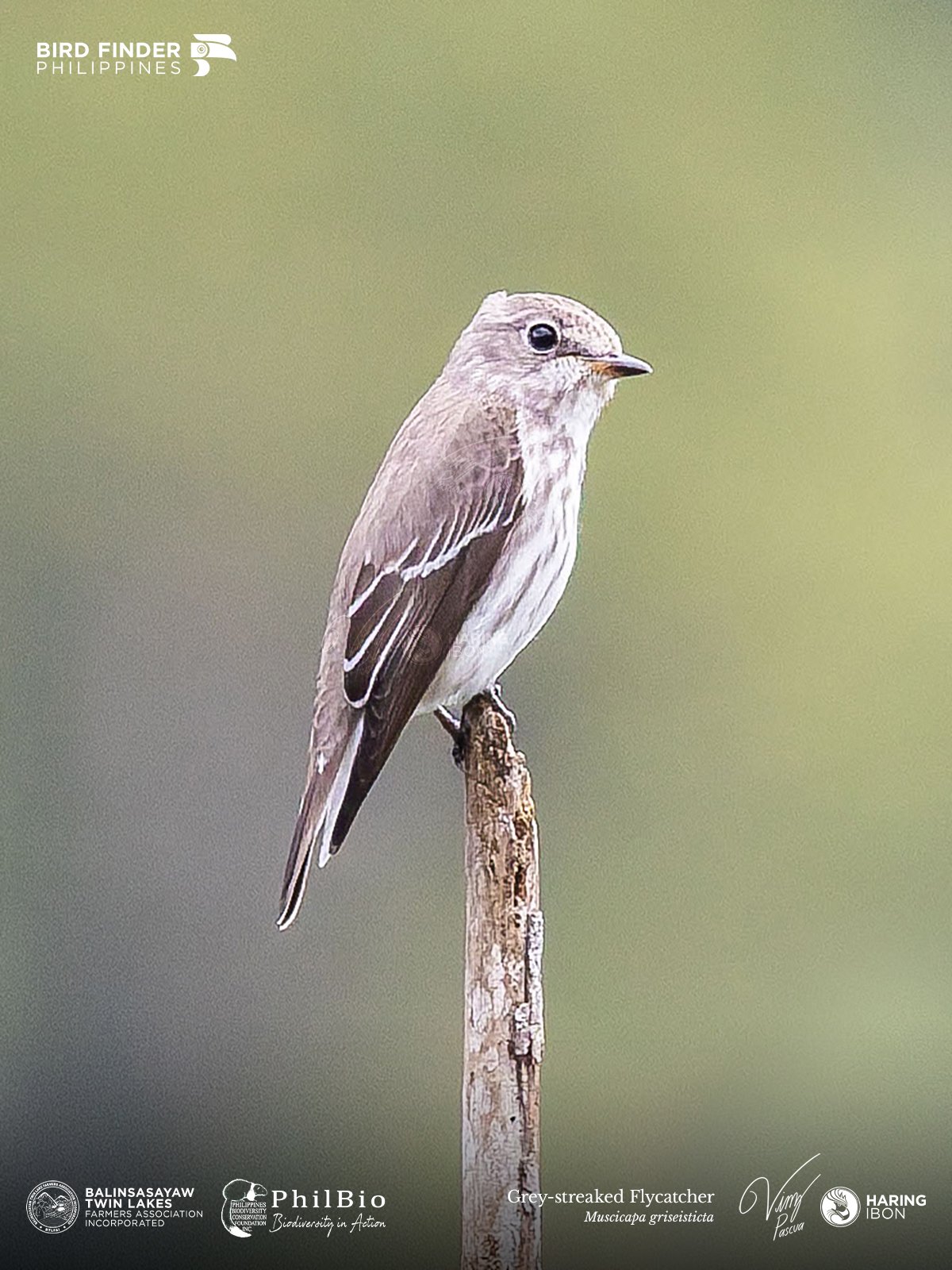 Grey-streaked Flycatcher 251129 1200px.jpg