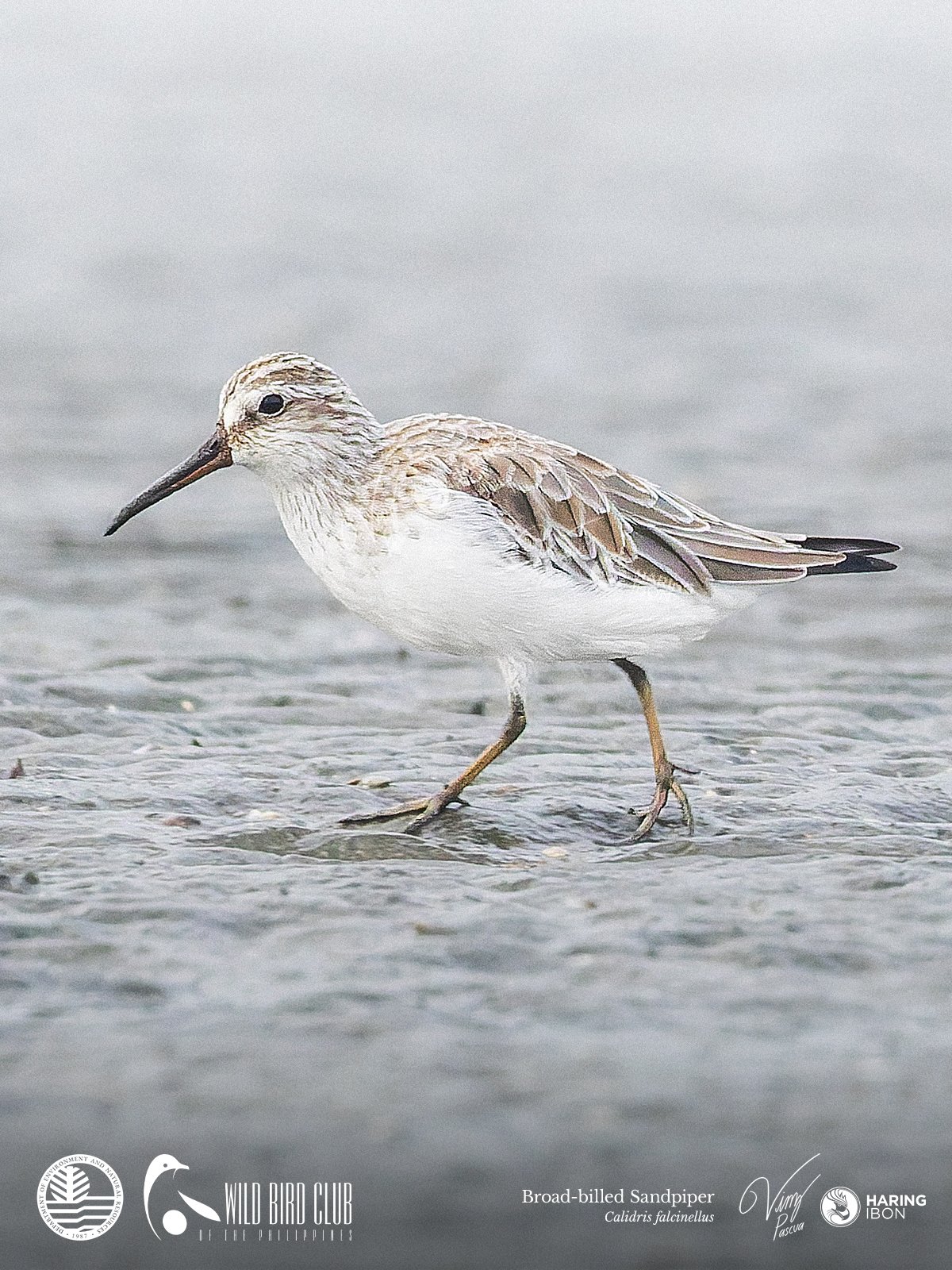 Broad-billed Sandpiper 260119 1200px.jpg