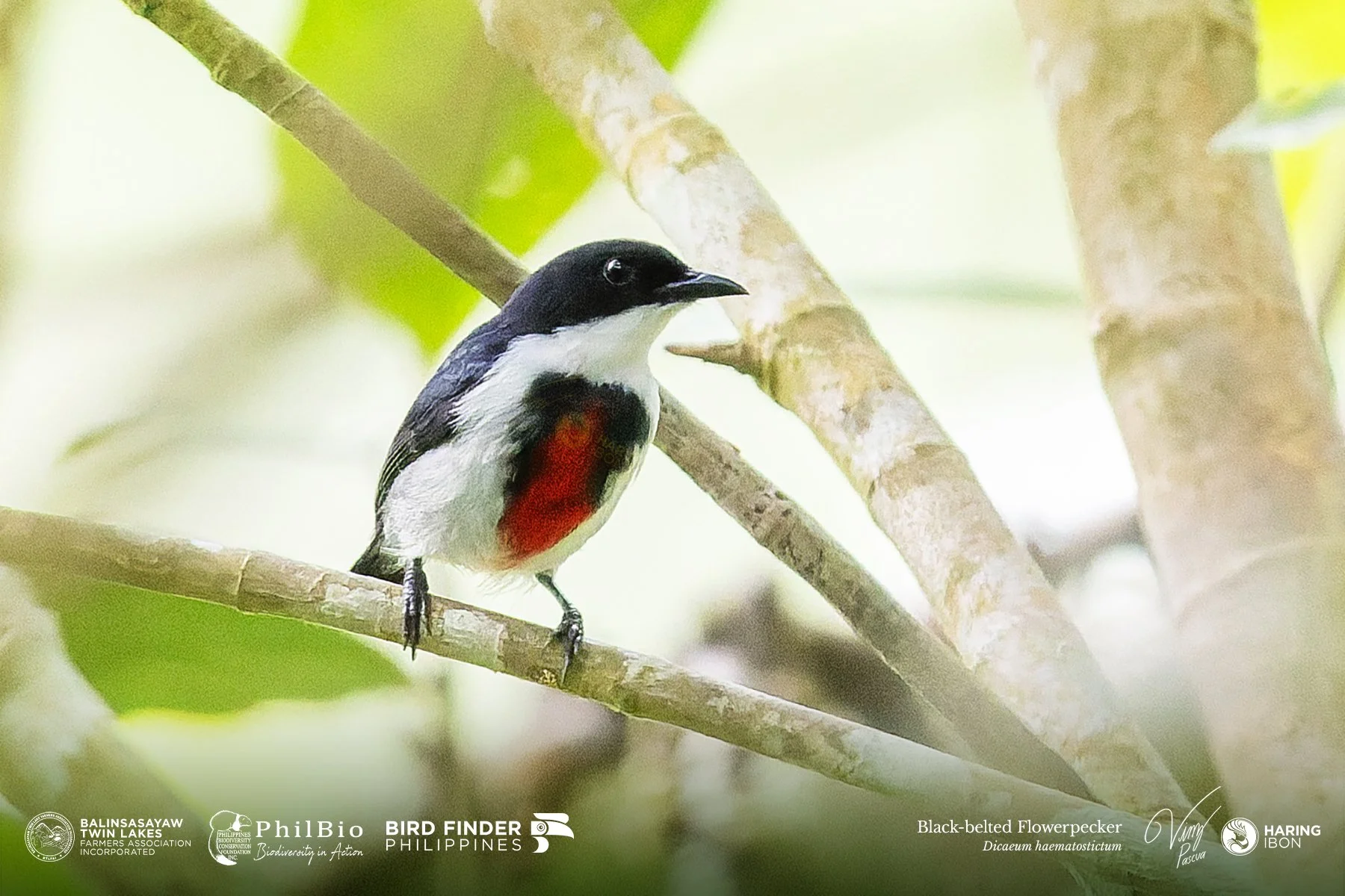 Black-belted Flowerpecker 251127 3x2 1800px.jpg