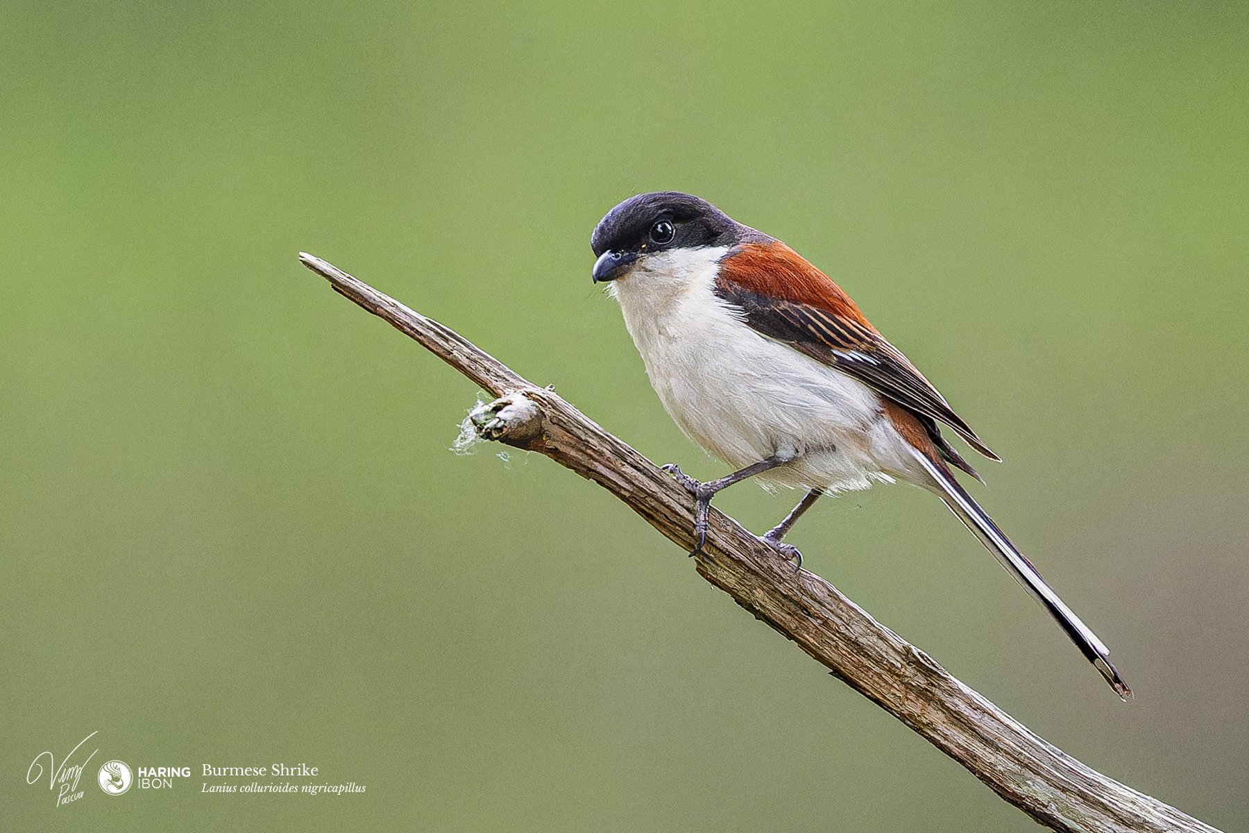 Burmese Shrike