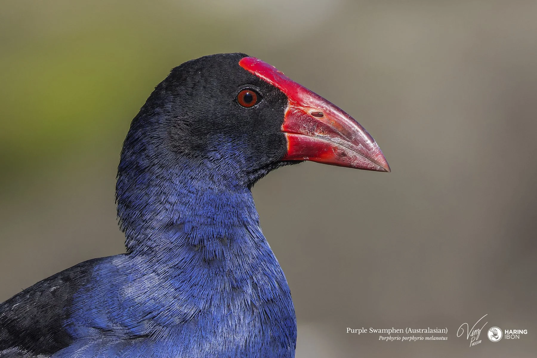 Australasian Swamphen 230504 eBIRD.jpg