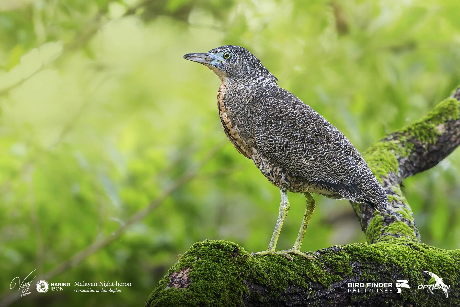 Malayan Night Heron 250919 3x2 LABELLED.jpg