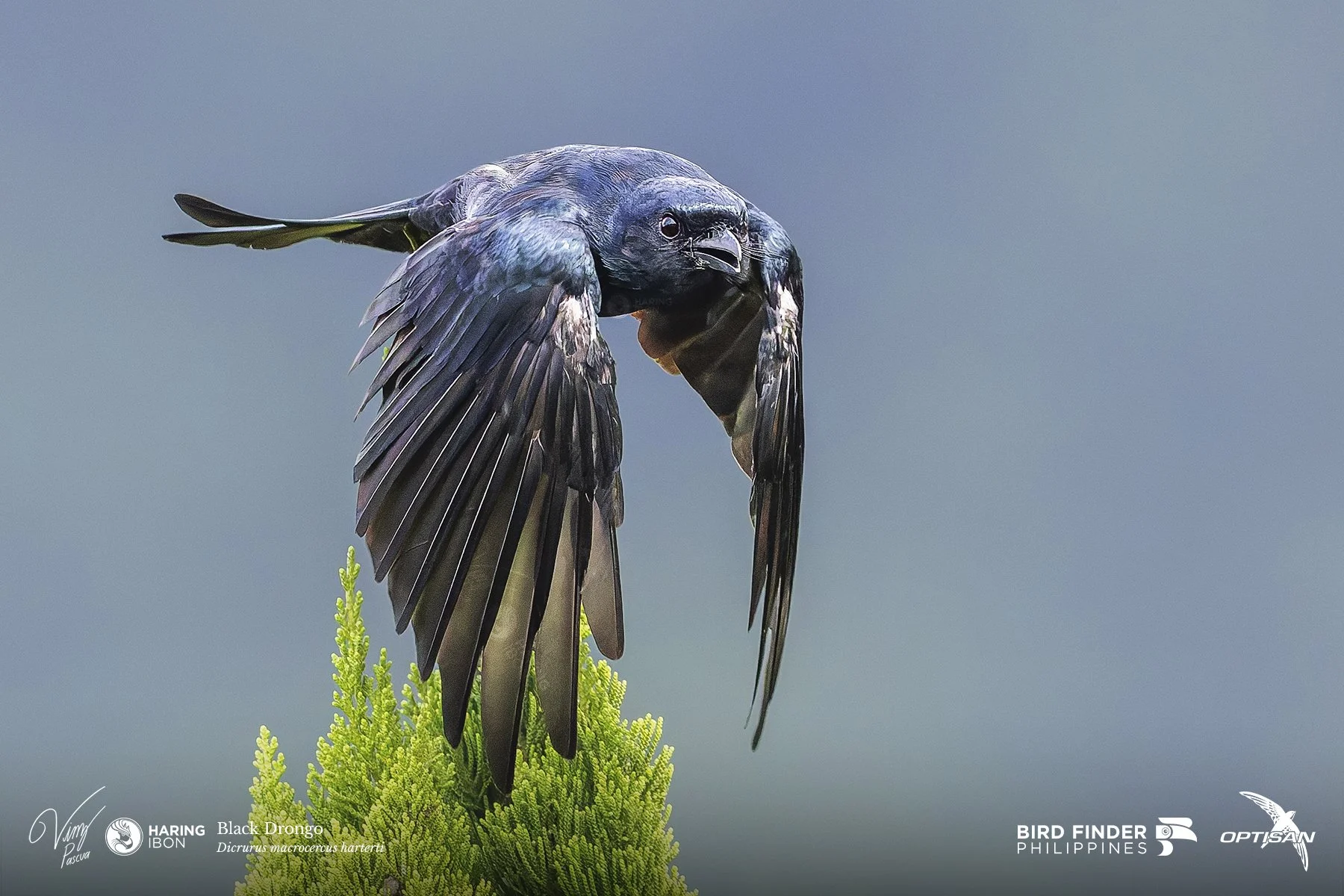 Black Drongo 250918 3x2 LABELLED.jpg