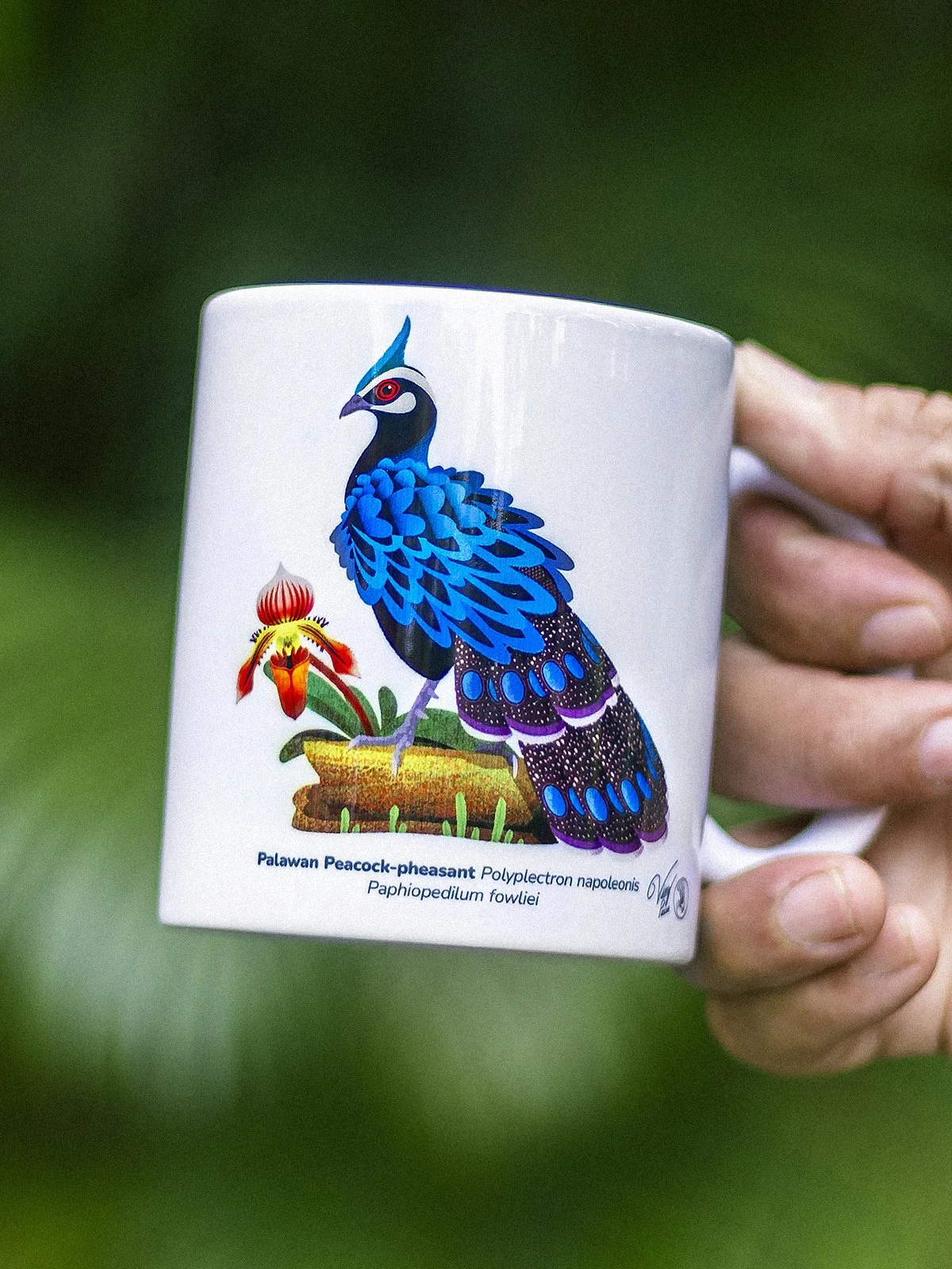 WBCP Mug Palawan Peacock-pheasant 1200px.jpg