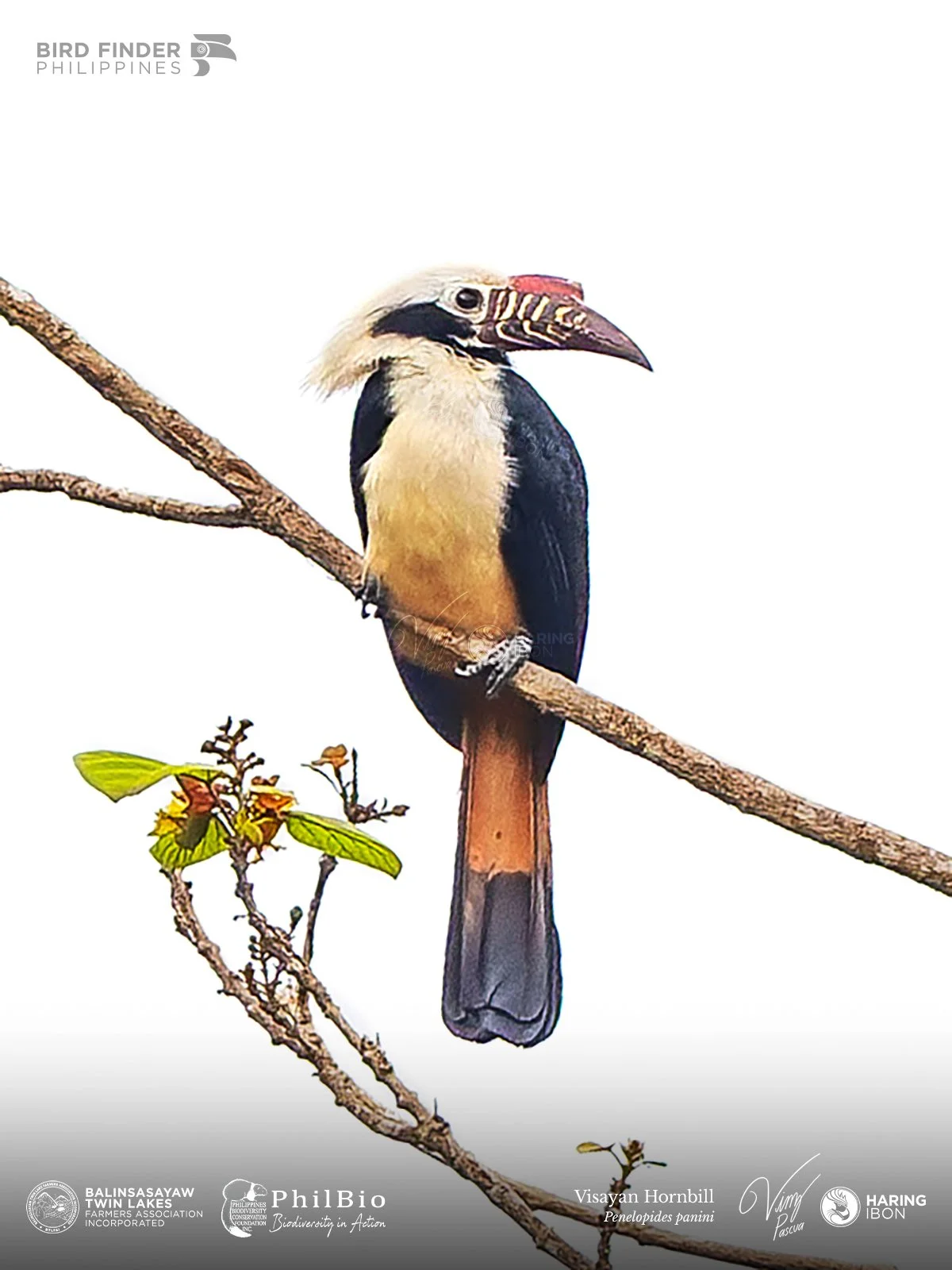Visayan Hornbill 251129 1200px.jpg