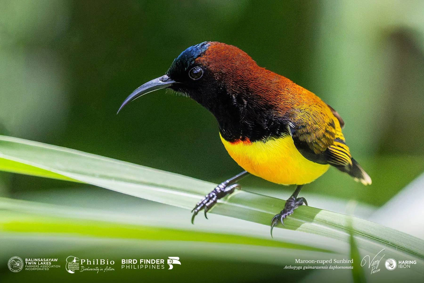 Maroon-naped Sunbird 251127 3x2 1800px.jpg