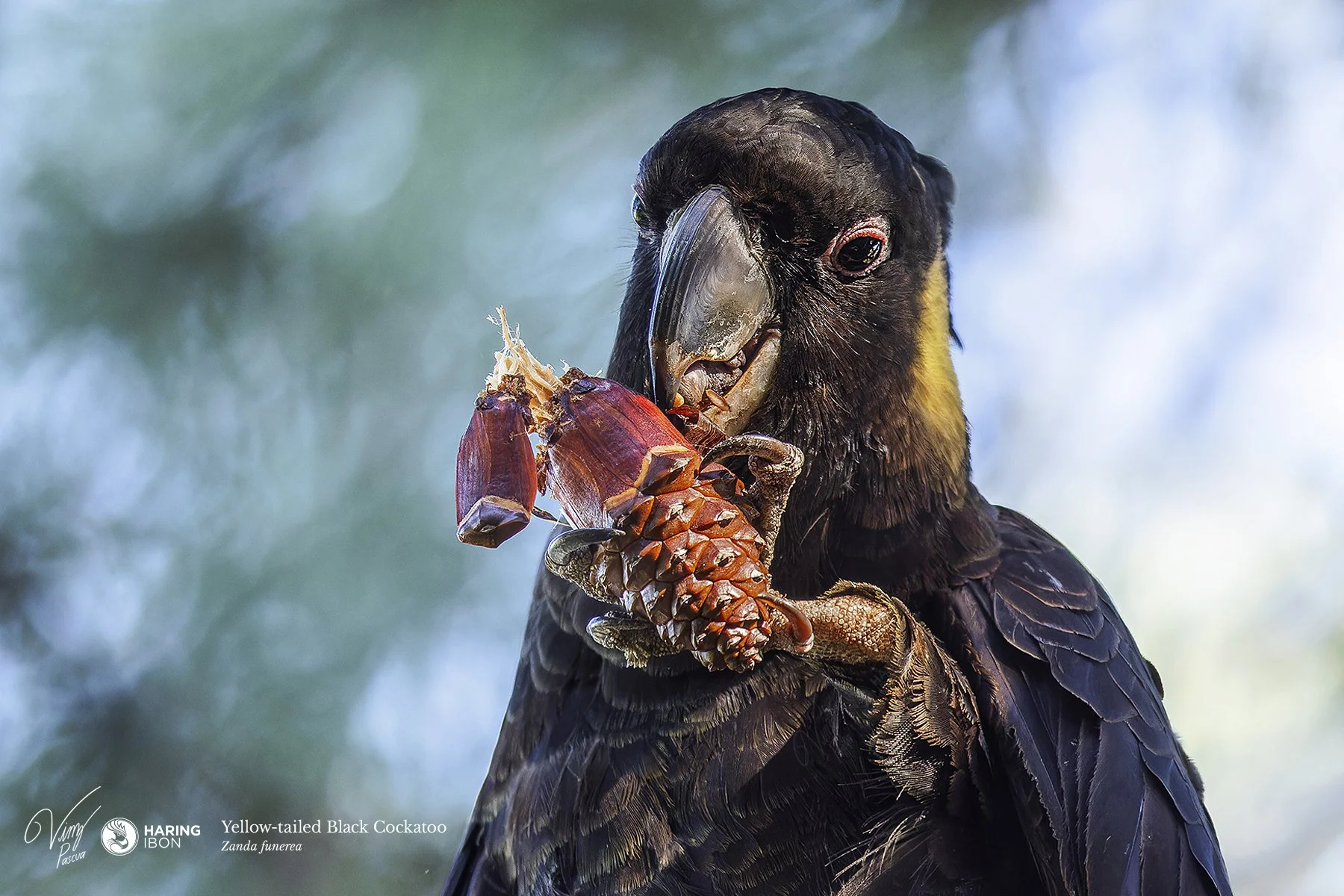 Yellow-tailed Black Cockatoo 230504 eBIRD.jpg