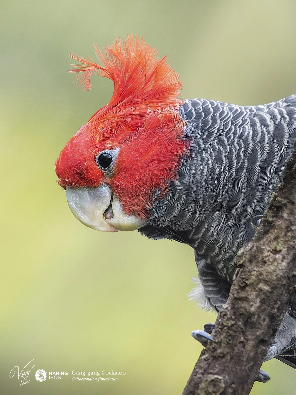 Gang-gang Cockatoo LABELLED.jpg