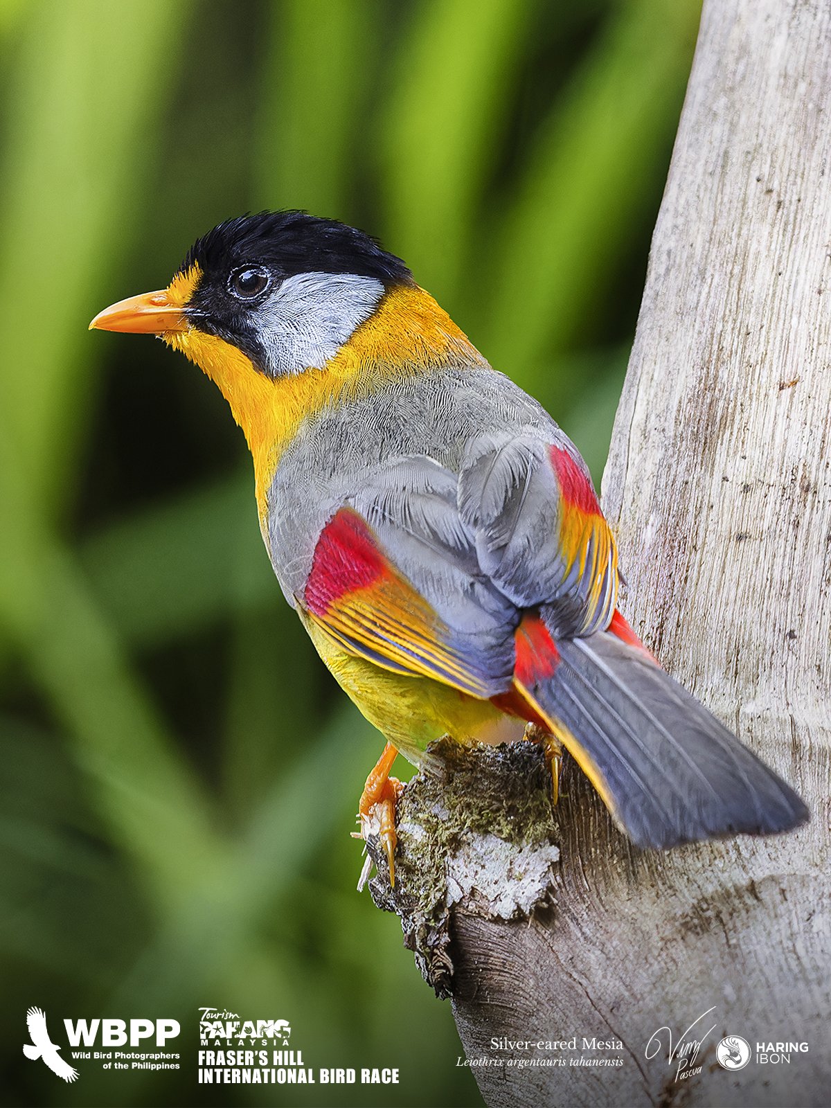 Silver-eared Mesia