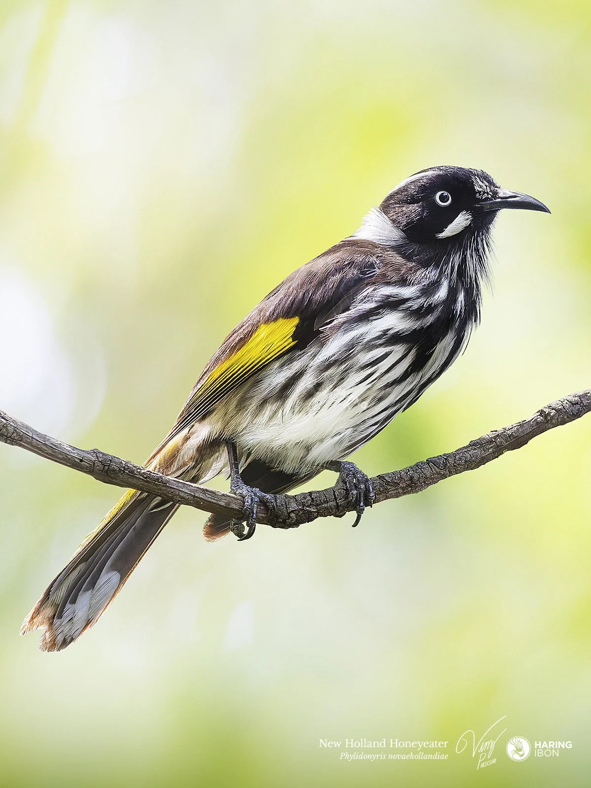 New Holland Honeyeater 251005 LABELLED.jpg