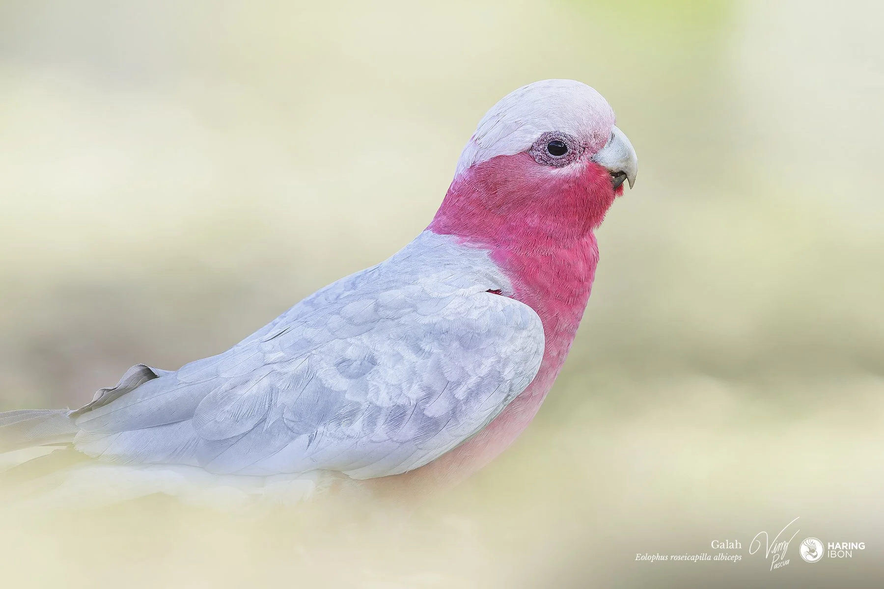 Galah 251005 3x2 eBIRD.jpg