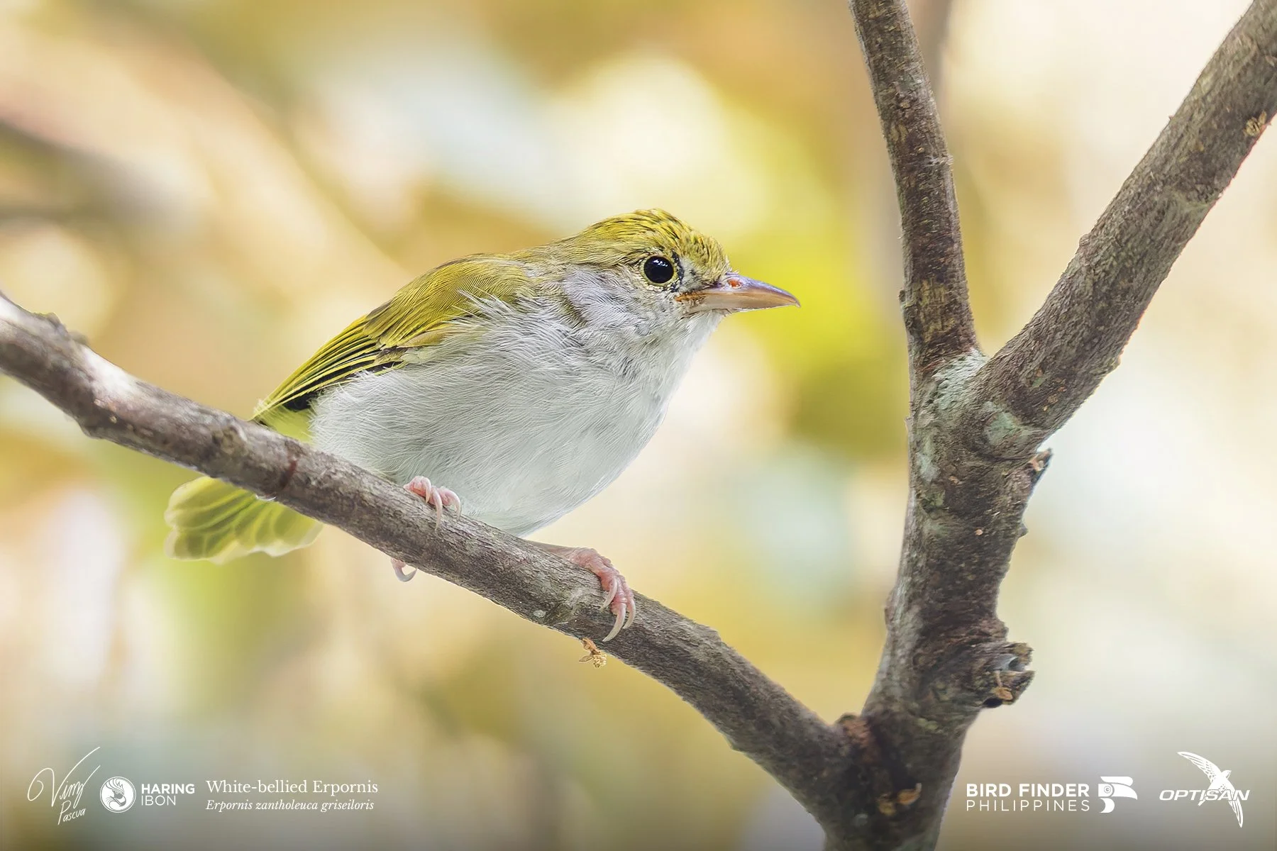 White-bellied Erpornis 250919 3x2 LABELLED.jpg