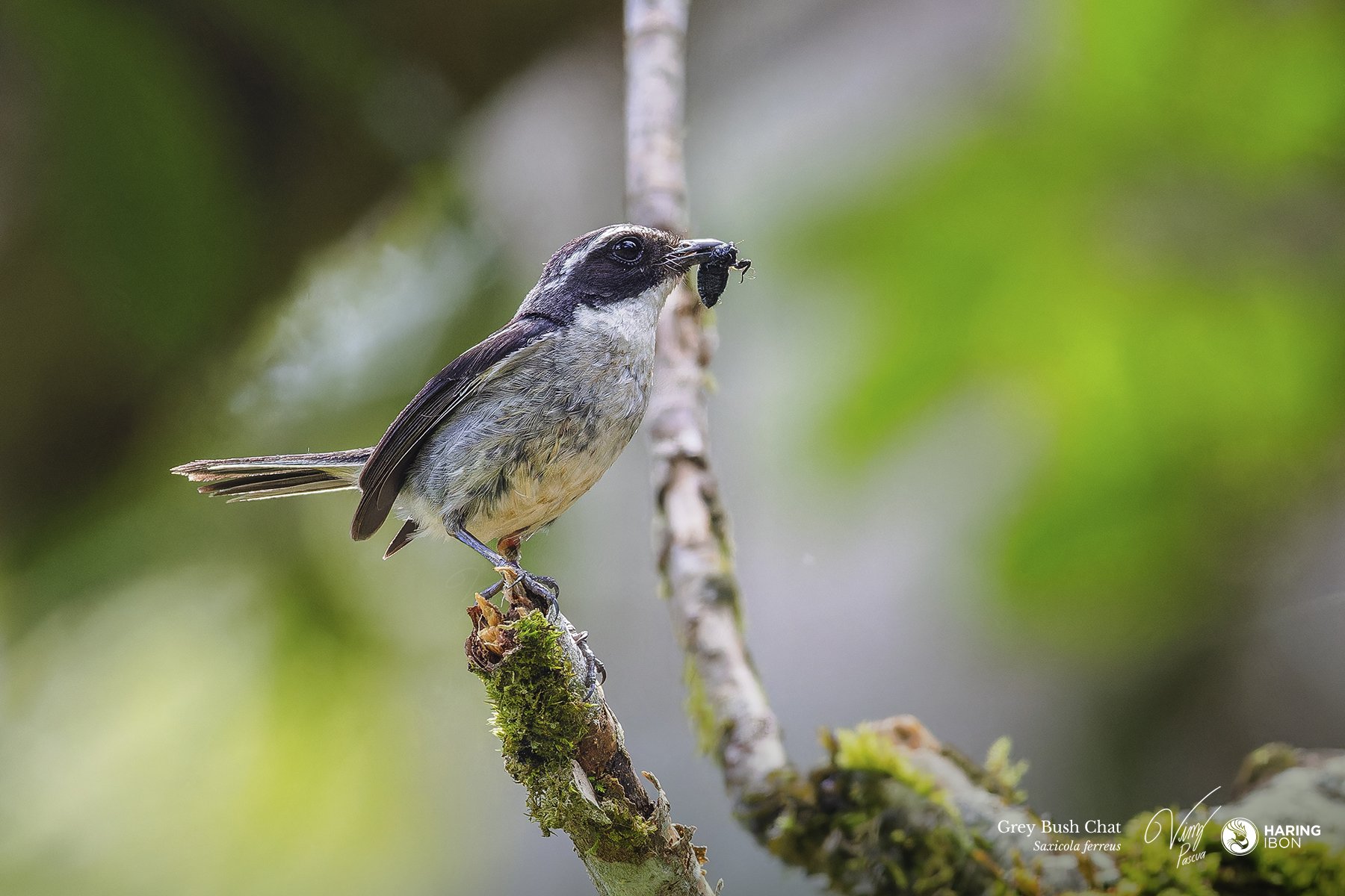 Grey Bush Chat