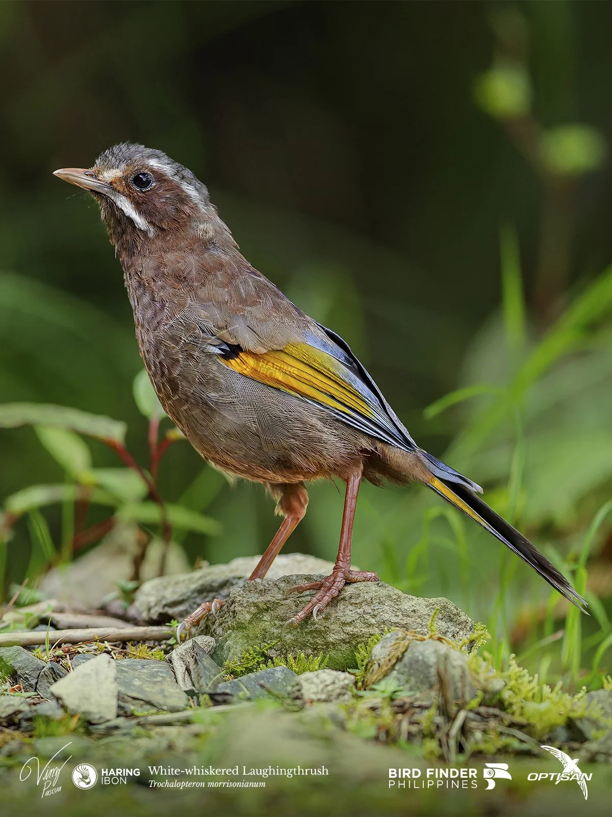 White-whiskered Laughingthrush 250919 3x4 LABELLED.jpg