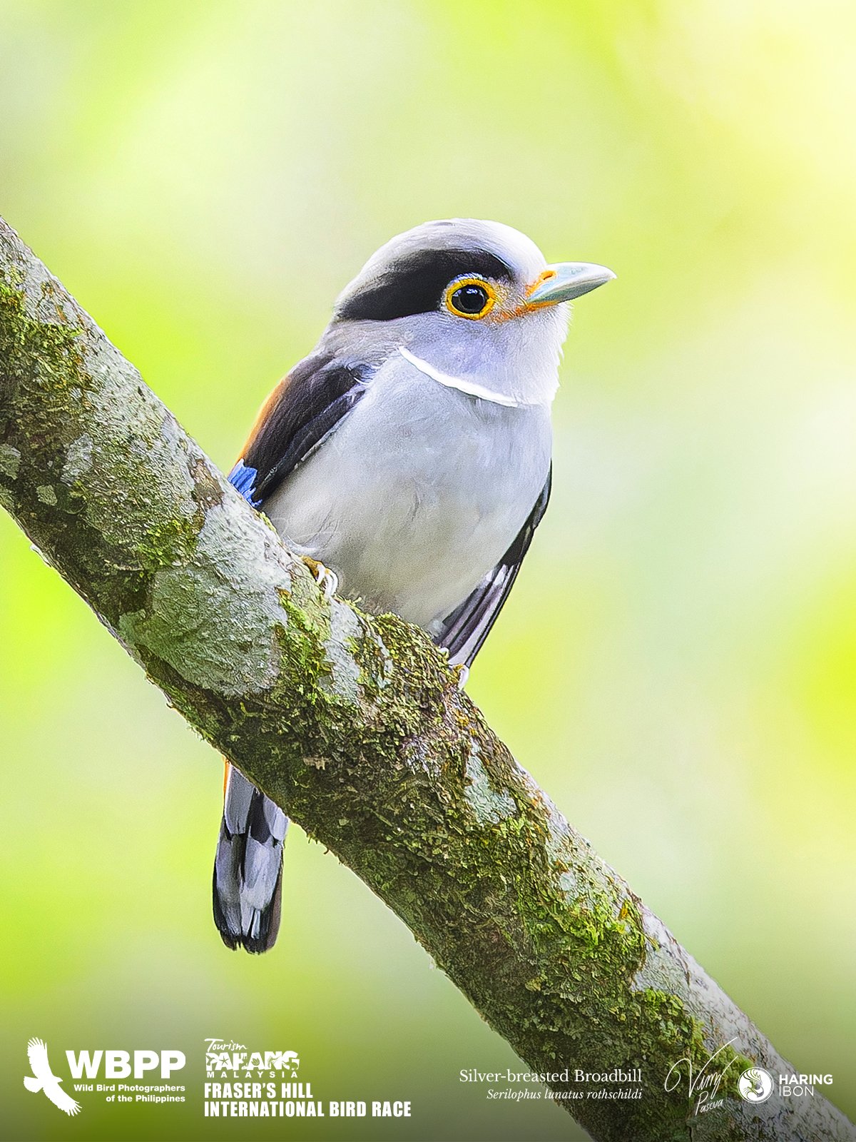 Silver-breasted Broadbill