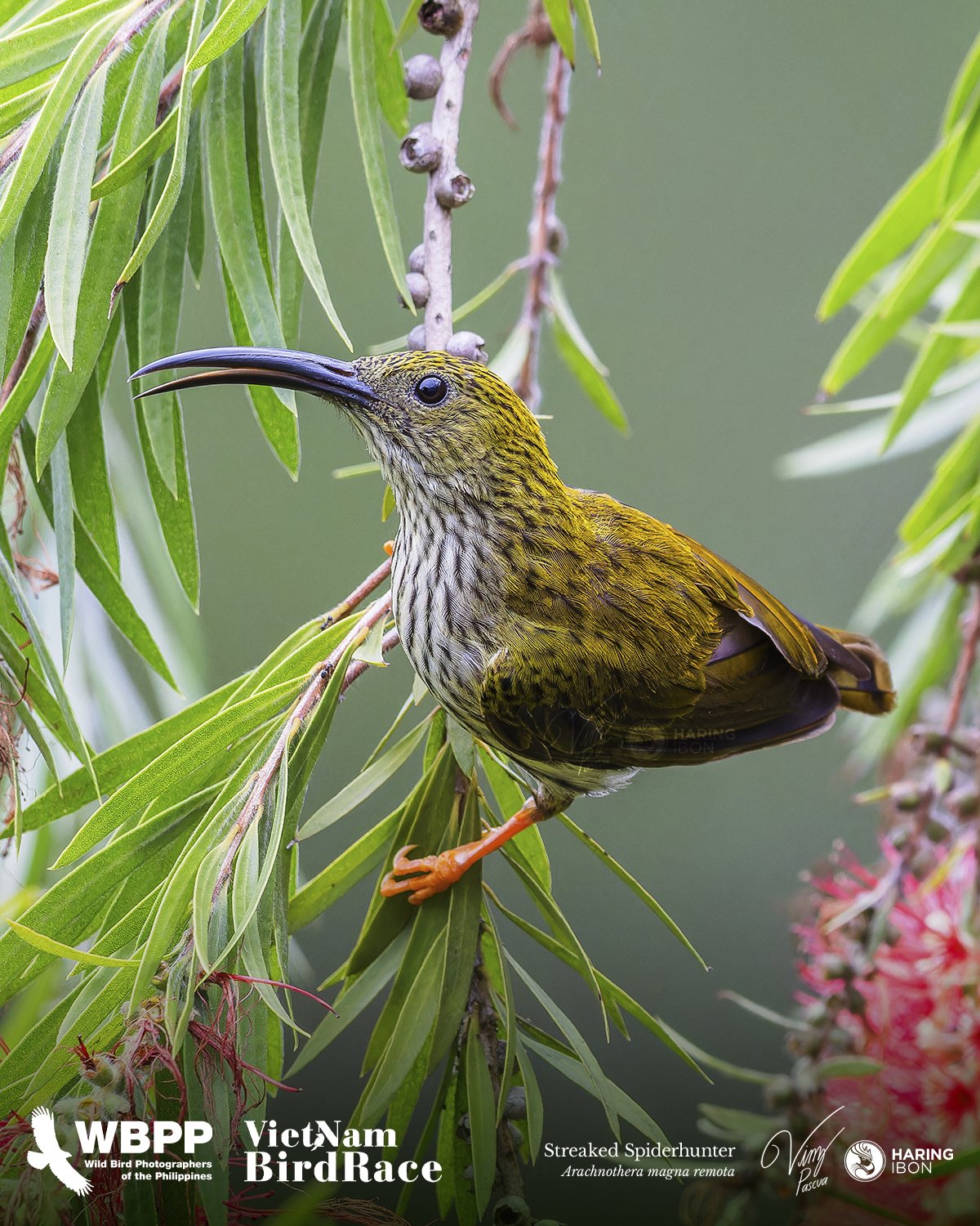 Streaked Spiderhunter